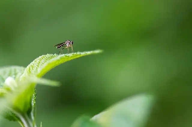 mosquito control efforts in blowing rock nc