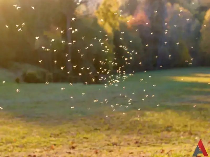 Mosquito Control in Lenoir