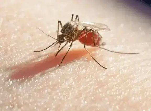 mosquito borne diseases in west jefferson
