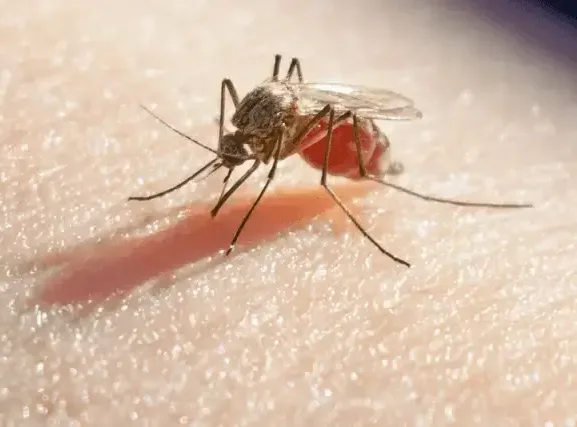 professional mosquito control in hickory