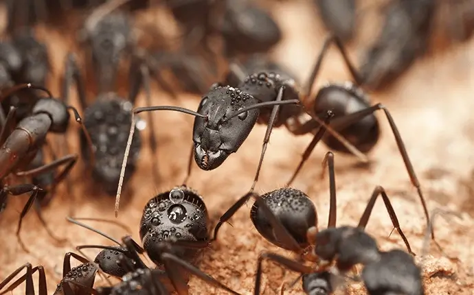 ant control in west jefferson