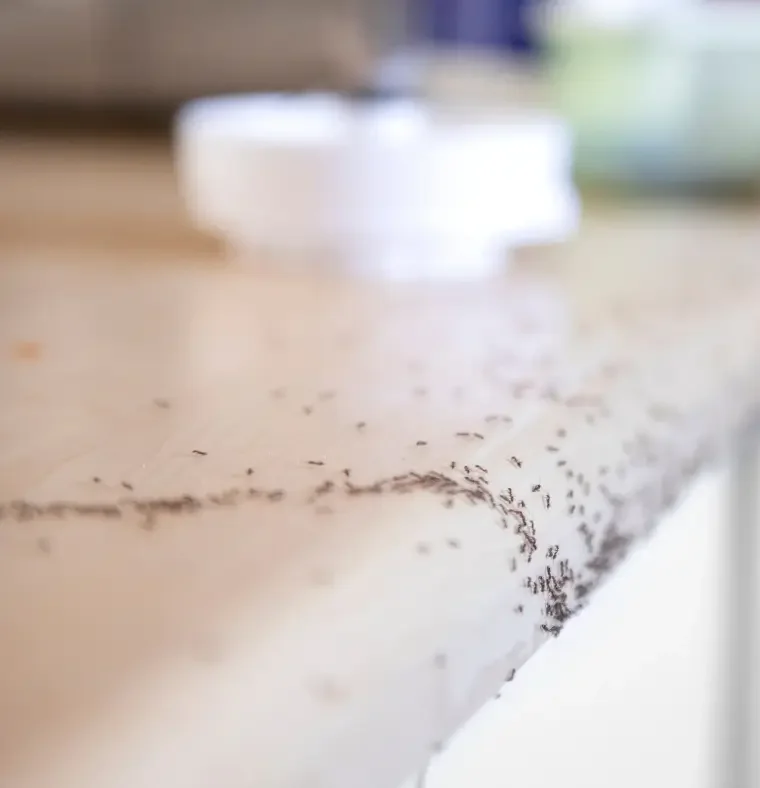 blowing rock ant infestation signs