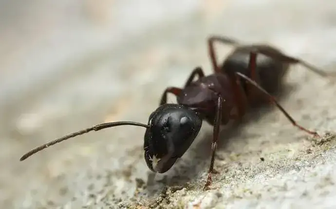 blowing rock nc carpenter ant treatment