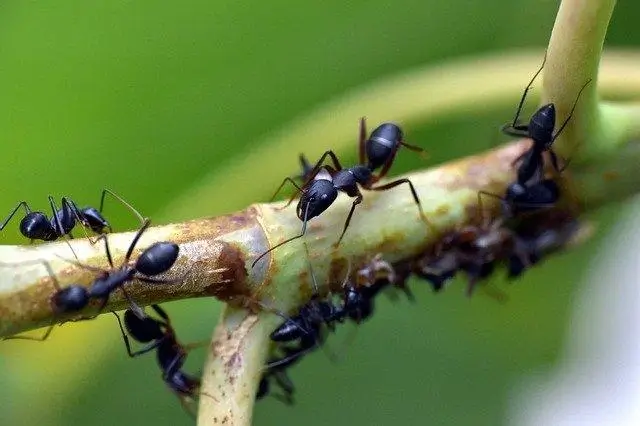 control ants in blowing rock nc