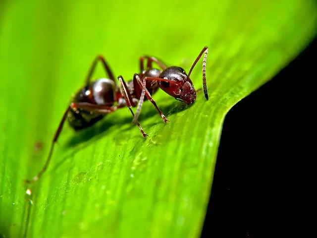 fire ant control in west jefferson