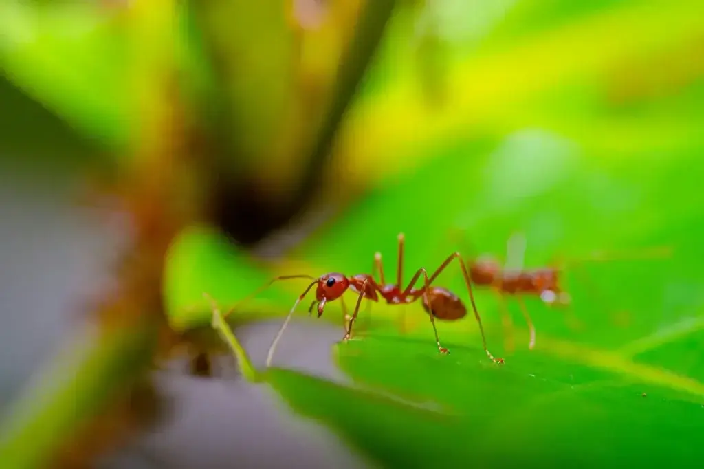 fire ant treatment for blowing rock homes