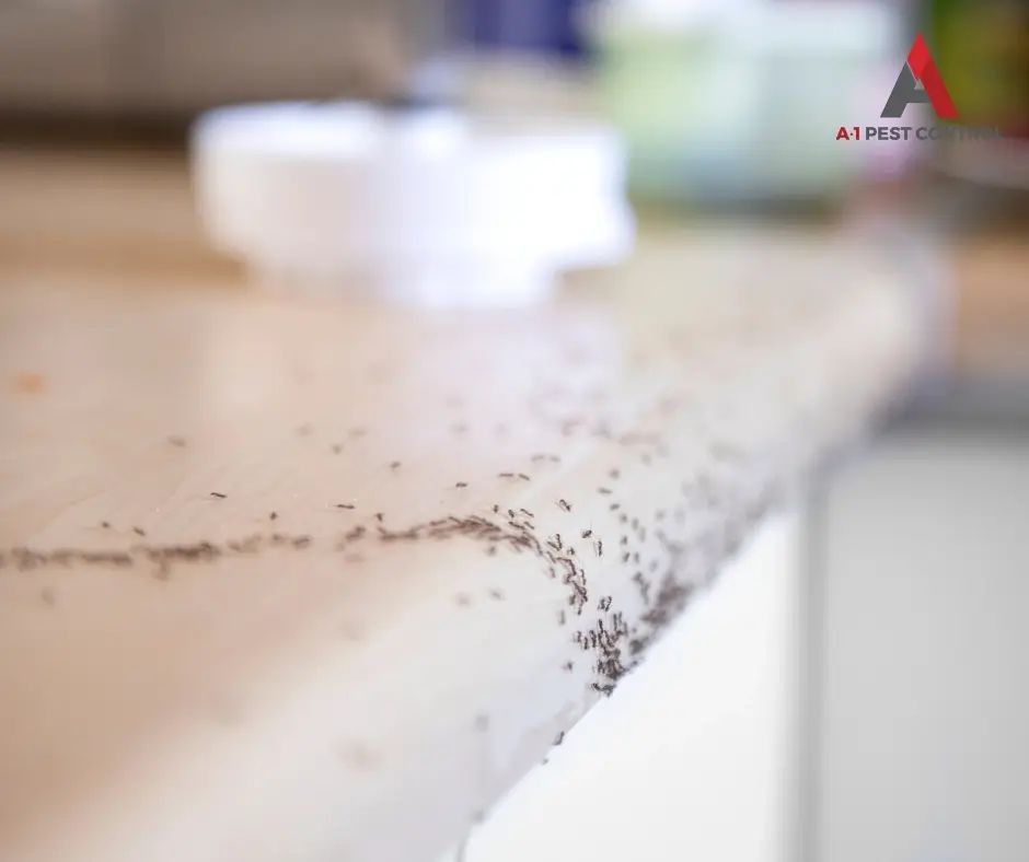 signs of an ant infestation in hickory, nc