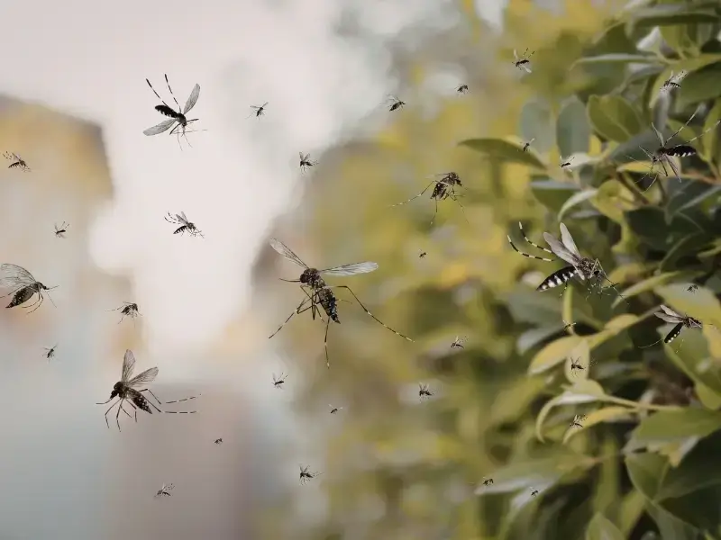 mosquito treatment in blowing rock, nc