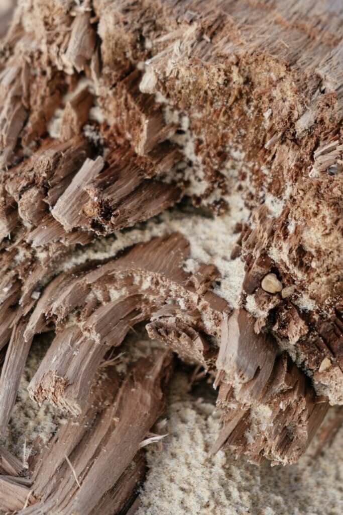 Common signs of termite damage in NC