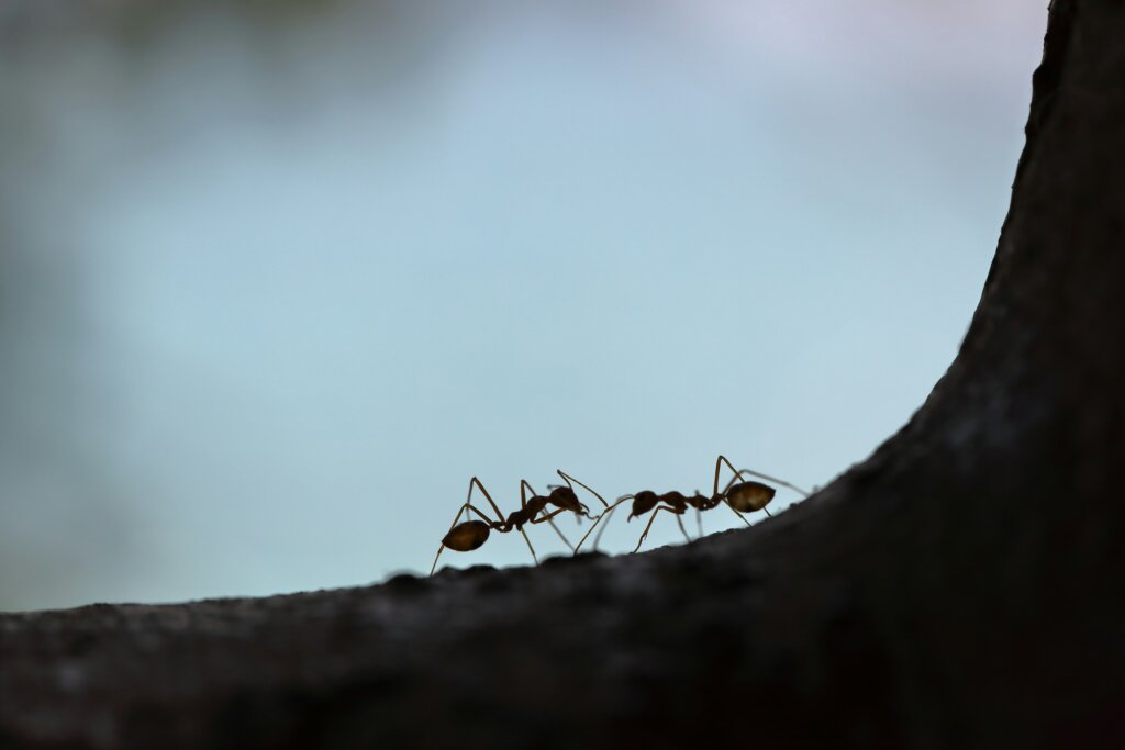 How to eliminate common ants in NC