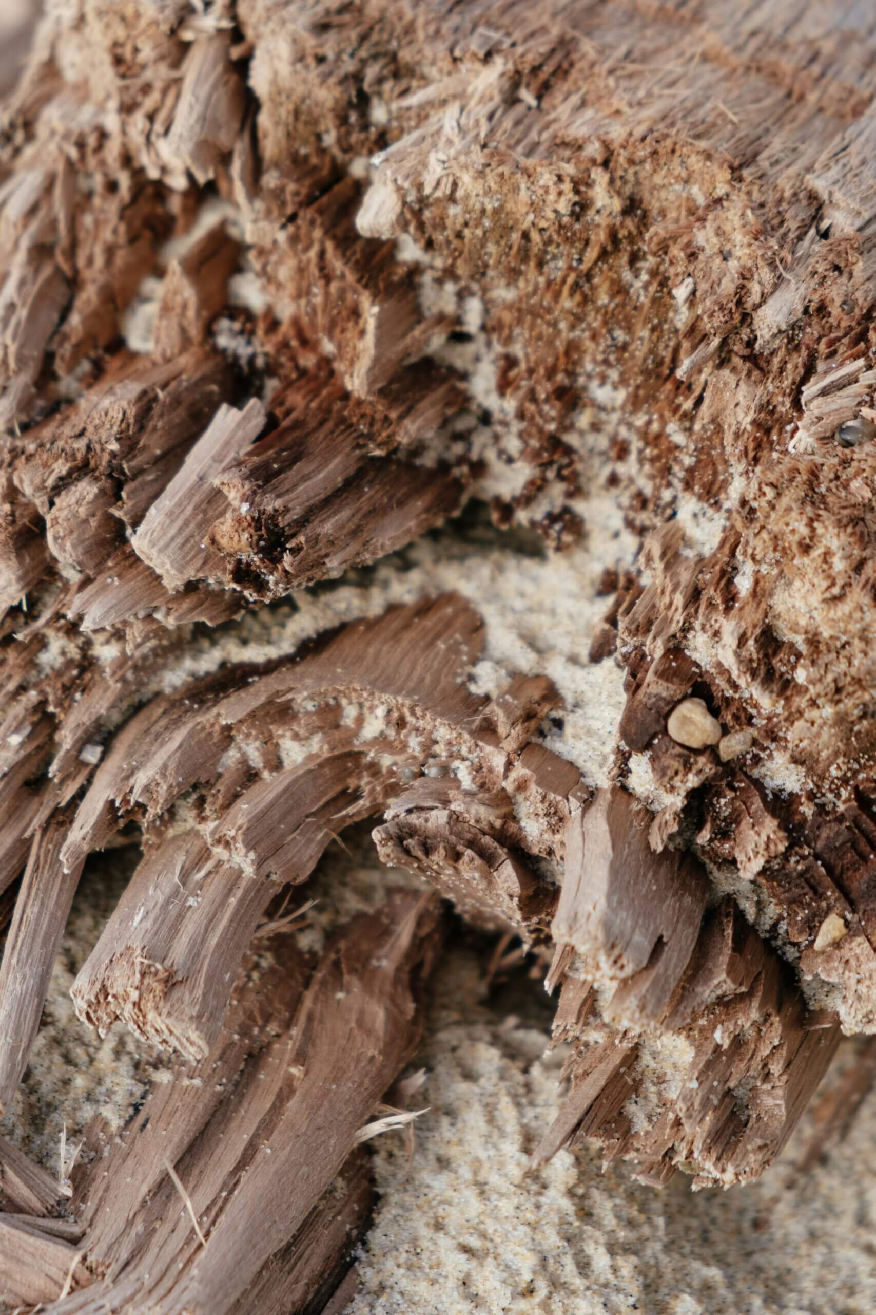 What does termite damage in NC look like?
