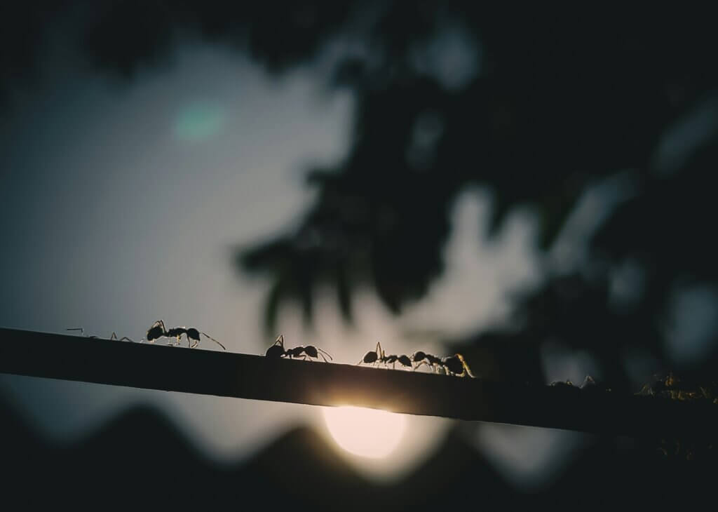 Common ants in NC you may encounter