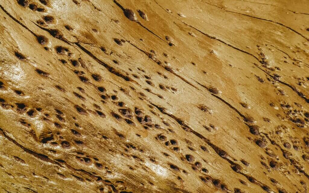 Inspection for termite damage in NC
