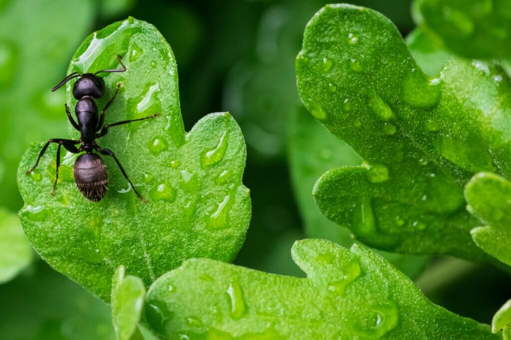 What are the most common ants in NC