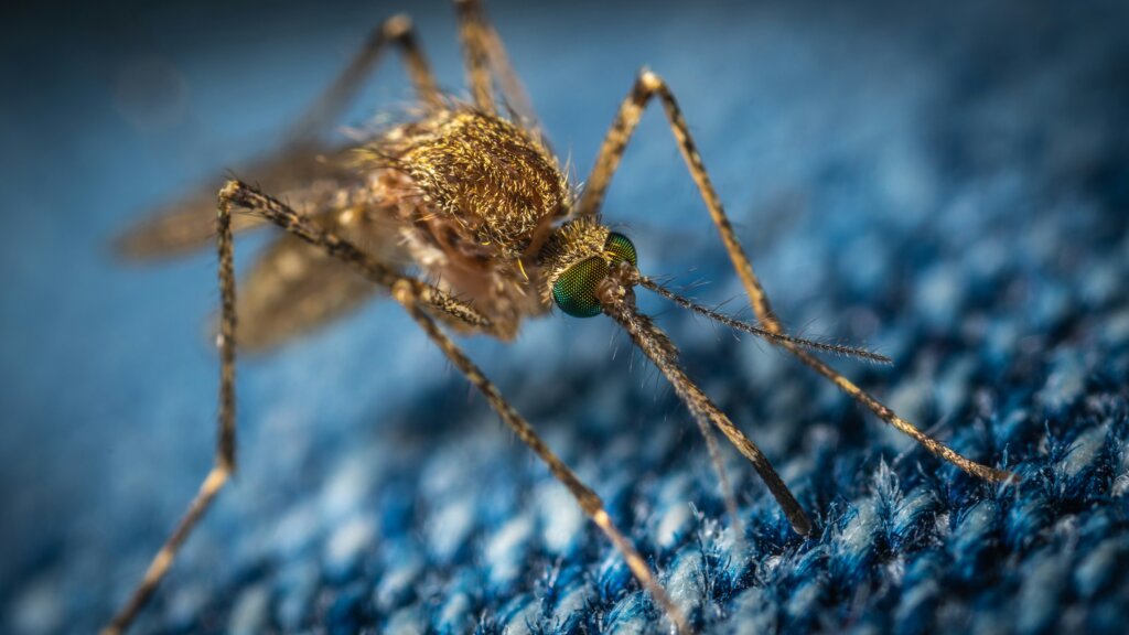 Mosquito control in NC services