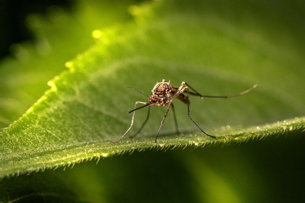 Mosquito control in NC tips