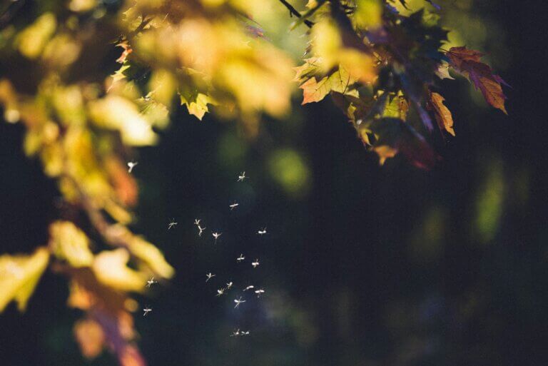 Mosquito control in NC