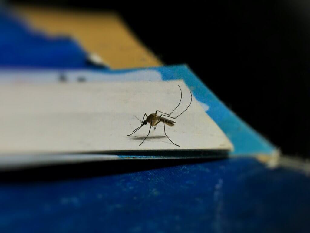Benefits of mosquito control in NC
